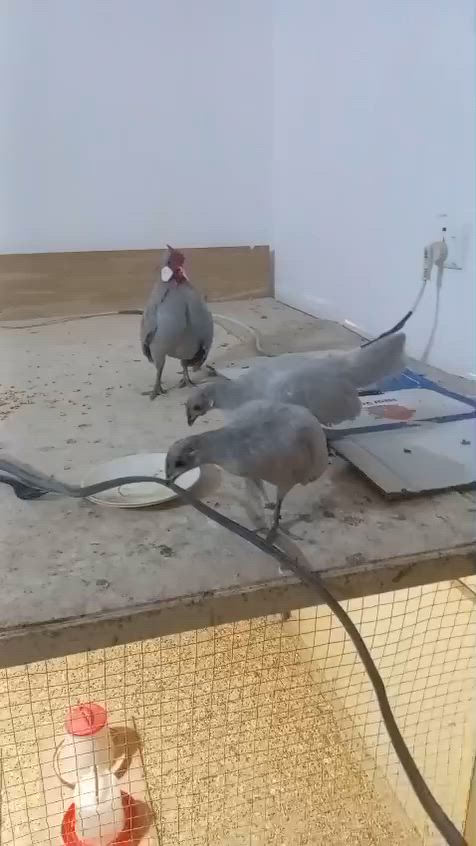 متاح سيت بلتم المنيوم خط أول عمر ست اشهر على وجه مبياض صحه ونشاط خير من الله نقاوه ونعومه ماخذات جميع القاحات وفيتامينات بغداد حولي المحمودية ***********
