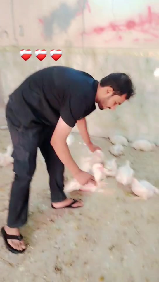 اللهم صل على محمد وال محمد السلام عليكم ورحمه الله وبركاته يوجد لدينا دجاجه معدل كيلو ربيع بسعر ٨٠٠٠ دينار العنوان فلكه الجبور مقابيل البوش محل ابو غزوان هذا العرض منه لوراء سفر هذا رقمه يريد يخابرني انا خادم كل شيء عنده مفرد وعندي جمله ***********

