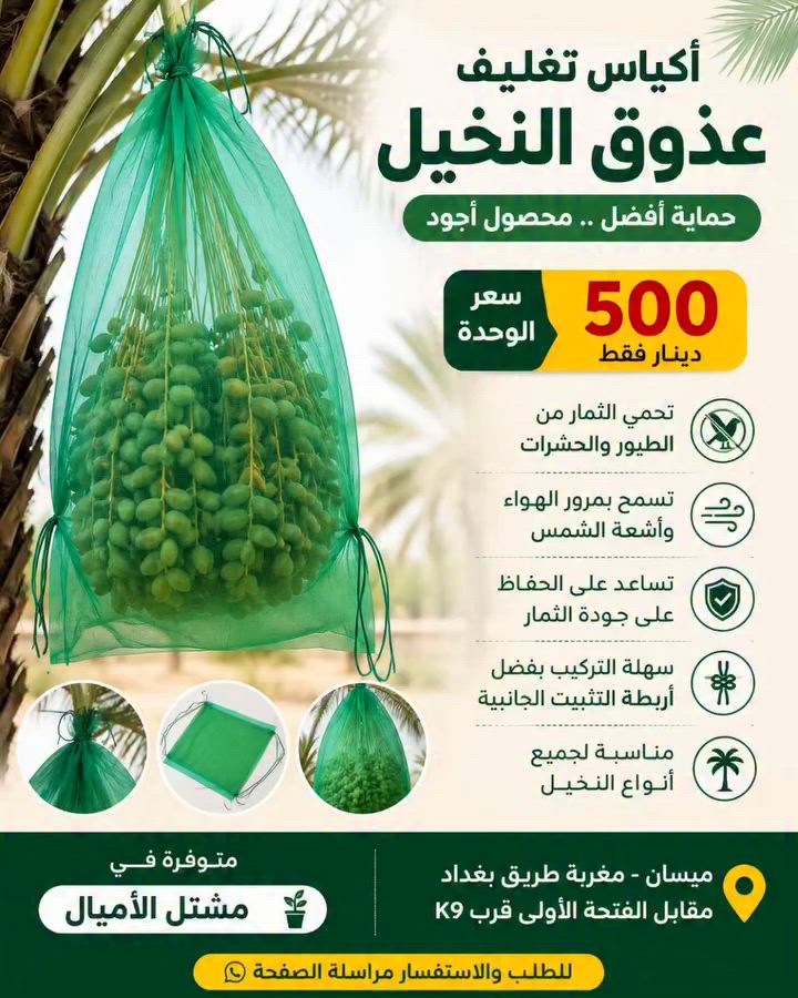 🌴 أكياس تغليف عذوق النخيل 🌴

💰 سعر الوحدة: 500 دينار فقط

✅ تحافظ على الثمار من الطيور والحشرات
✅ تساعد على الحصول على تمر أنظف وأجود
✅ تسمح بمرور الهواء وتقلل تلف الثمار
✅ سهلة الربط والتركيب على العذوق
✅ مناسبة لجميع أنواع النخيل

📍 متوفرة في مشتل الأميال
📍 ميسان - مغربة طريق بغداد مقابل الفتحة الأولى قرب K9

للطلب والاستفسار مراسلة الصفحة 📩🌴

#نخيل #تمر #عذوق_النخيل #مشتل_الأميال #ميسان


**إذا كنت صاحب هذا الإعلان وتريد حذفه لأي سبب، رجاءا أرسل رسالة إلى الدعم الفني**