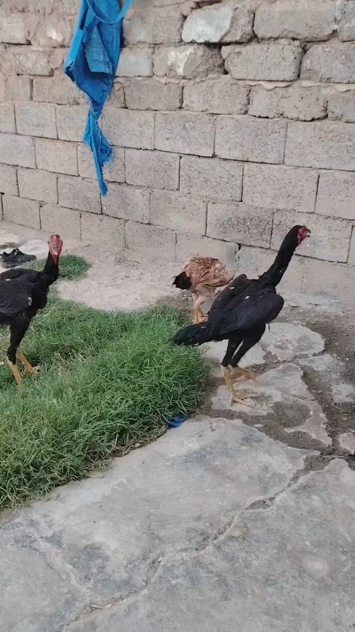 السلا م عليكم ديجين هراتي نوع شاومي العمر تقريبن ٦ أشهر بعدهن مخاليف ودجاجه هراتيه نوع تركي كاركه السعر كلهن أب 110 وبيهن مجال الشراي مكان تكريت قريه البعبيد اتصل وبيك خير ودلل رقم الهاتف *********** //***********
