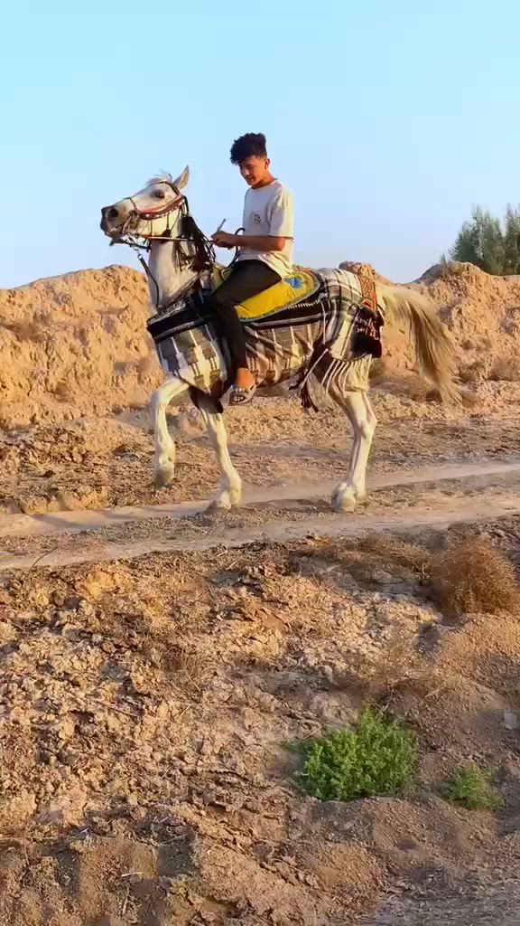 .. السلام عليكم  حصان وذنان رقم واحد  عمره3ارتفاع152  حصان راقي بلخياله والاستعراض مكفول من كل عيب سعره 750   استفسار  
 ‏‪***********
***********
واتساب موجود
