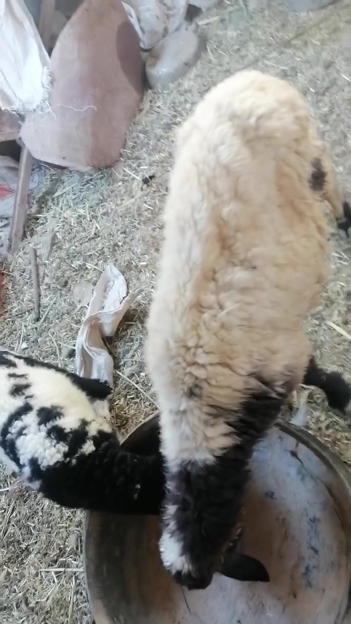 نعجه مطفل وراه نثيه شرط الصحاه سمينه
المكان دوانيه قضاء الشاميه
السعر ٣٧٥ بيه مجال للشراي يخابر بيه خير ويدلل ***********
