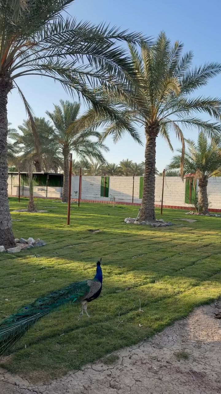 مزرعة الملوك - ابو غريب

مزرعه VIP كامله متكامله تحتوي على 

مسبح مغلق ماء بارد 🏊‍♂️🌊

العاب كبار كل من بليارد-منضدة-فيشة 🏓

حديقة ب مساحة 2500 متر تحتوي على كافة الحيوانات والطيور 🦅🐓🐧🦆

جلسات خارجية وداخليه متنوعة وحديثة 💺

غرف نوم عدد اثنين مع جلسه للمطبخ مطلة على الحديقة.🛌

كراج كبير جداً يتسع 12 سياره 

انترنيت وكهرباء 24 ساعه 

مكان للشوي كامل 🍖

العاب اطفال متنوعه وحديثة 🎯🎳

والعرض للافتتاح للشفت الرمضاني من 4 العصر الى 4 الصبح 

للحجز والاستفسار التواصل على 

***********
