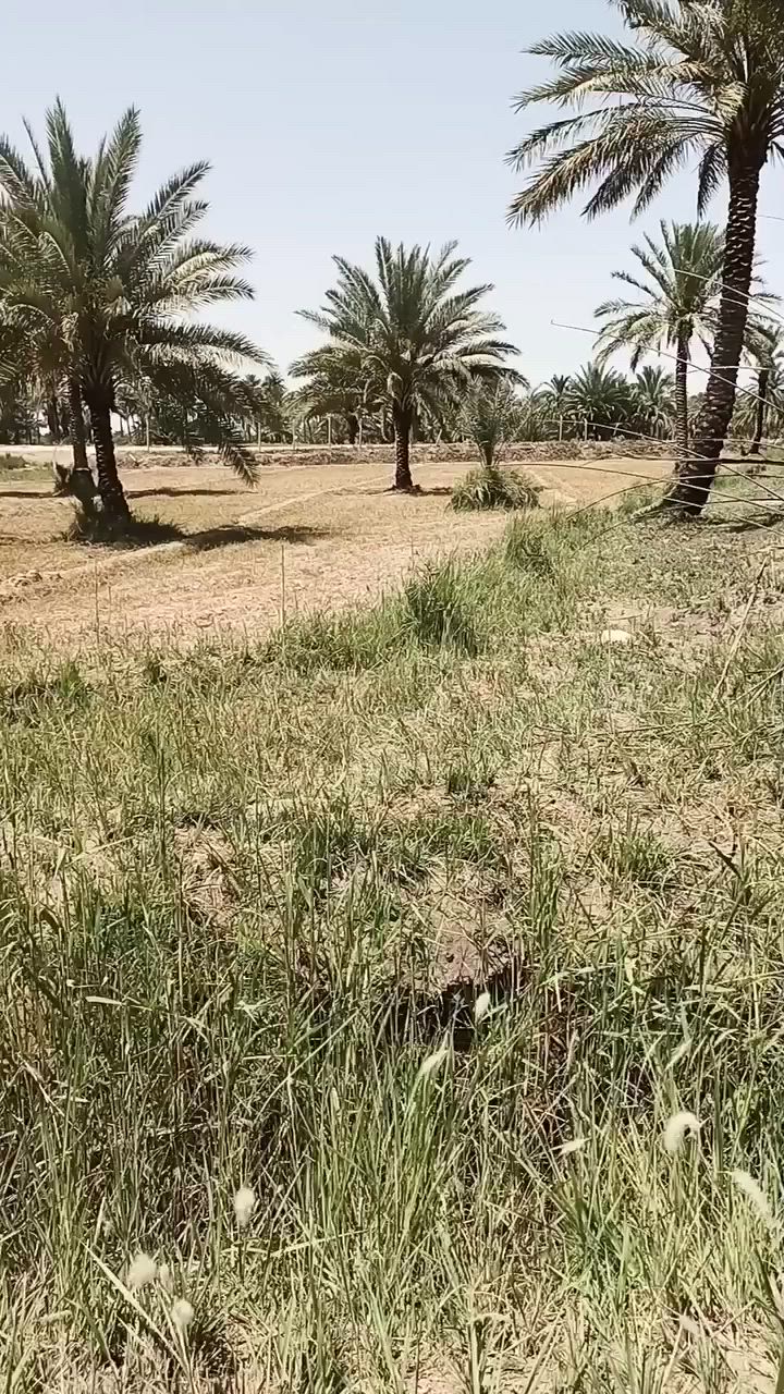 السلام عليكم
3دوانم طابو زراعي سند 25  ثاني يوم مداور 

ارض حلوه ومناسبه بيها خدمات ماء كهرباء 

العنوان كربلاء طويريج الحولي تبعد عن شارع الحولي600م

شارع رسمي وسعر مناسب 

للأستفسار أكثر 

***********

*********** تابع الصفحه ليصلك كل ما هوه جديد
