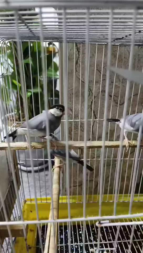 جوته كي فنجس جاوي و تئشكاوان دوو تئشكبون ئيك فري ئيكا ماي كارئ هيكا كربو به س من جهئ وأن به دل كر هيكا وان شكاند جهئ دهوك سعرا وان٤٥هزار و بيجه كا مجال شه رتن ١٠٠٪ ***********واتساب
