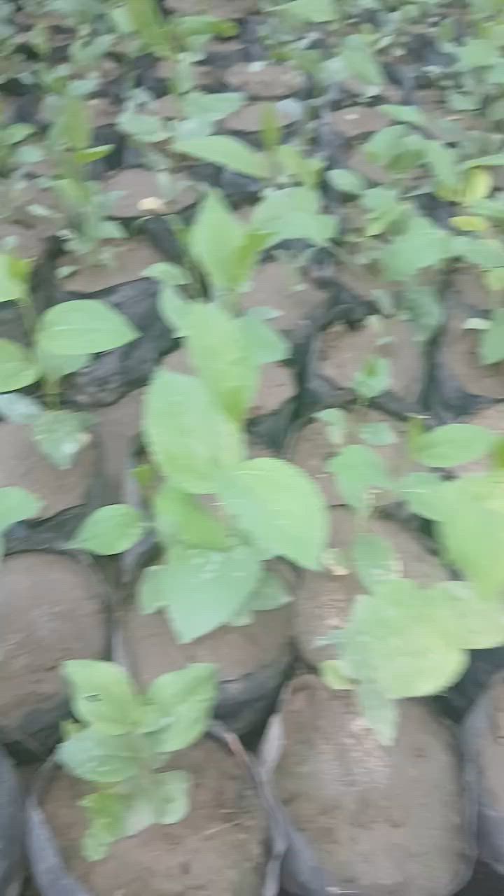 يتوفر لدينا شتلات سدر كما موضح بل فيديو
وللتواصل ***********
واتساب ***********
