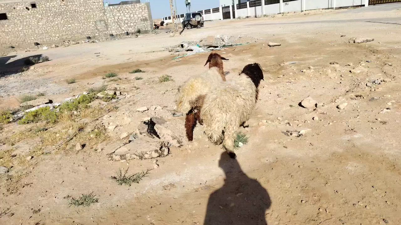آلُـۜسـۨۚ(✋)ــِۖلُأمٌ ؏ـليۜـ(💜)ـكـۜمآلُـۜسـۨۚ(✋)ــِۖلُأمٌ ؏ـليۜـ(💜)ـكـۜم اخوان اول مانبدي ب الصلاه على محمد وال محمد متاح فطيمه وخروف ابن السنه ماشاءالله عليه سمان وخير من الله السعر 775 وبيه مجال للطيبين ليريده بي خير ويدلل المكان قضاء عنه الشيشان قرب مسجد الابرار للإستفسار الاتصال على الرقم *********** +واتساب 
*********** يوسف المحمدي
(جوه السوك اذا مو جوه السوك تأخذه بلاش)

