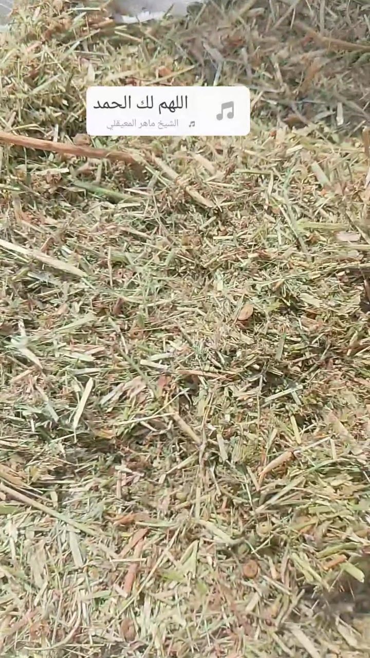 متوفر جت مكروض مال بزر مابي اي دغل او طوز نضيف حيل سعر الطن 400.   *********** واتساب 

العنوان بغداد اليوسفية 
الكميه 10طن تقريباً
