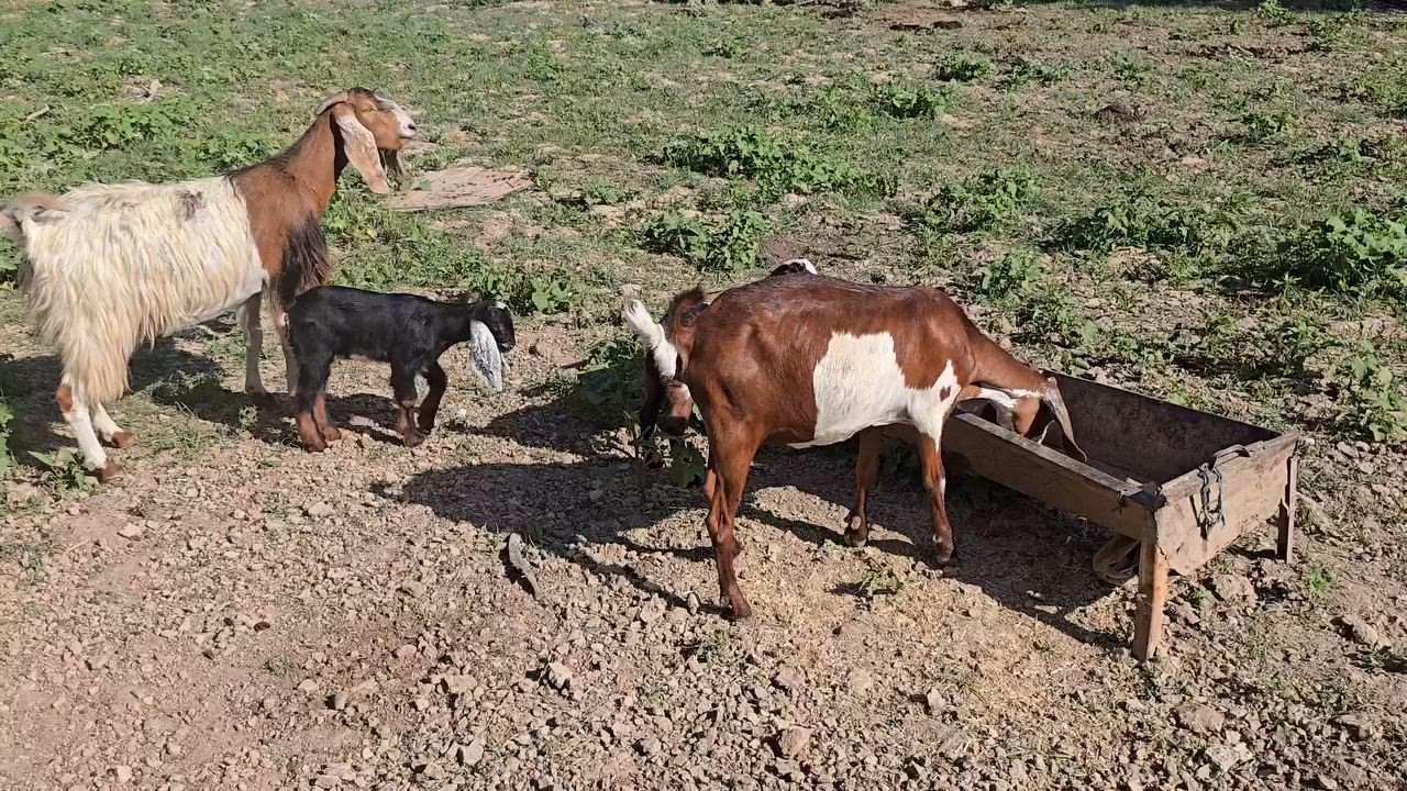 #للبيع
عنوز ٢ ام ثالث بطن حلوات وخشنات وسمان كل وحدة وراها جدي م سعرهم ٣٢٥ الوحدة وجدي مال ربط السعر ١٦٠ الف المكان تكريت/البوضايع للاتصال ***********
