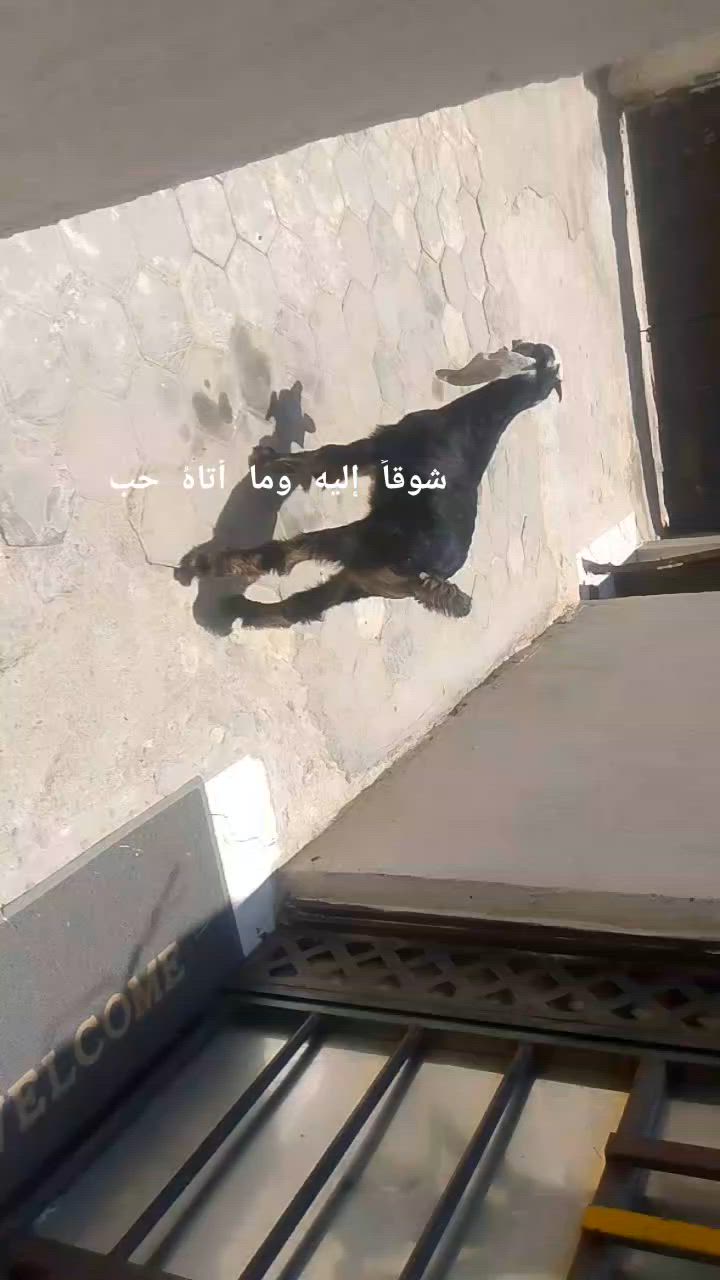 يا الله صخل فحل صاحي شرط الصحه وسمين خير من الله وين راحوا جنايه على باب الله سعره بلاش بس 100الف وبيه مجال الله يدومك يارخص المكان البصره الزبير وشراي يتصل بلخدمه بيه وتساب موجود ***********خوان تفاصيل أكثر خاصه
