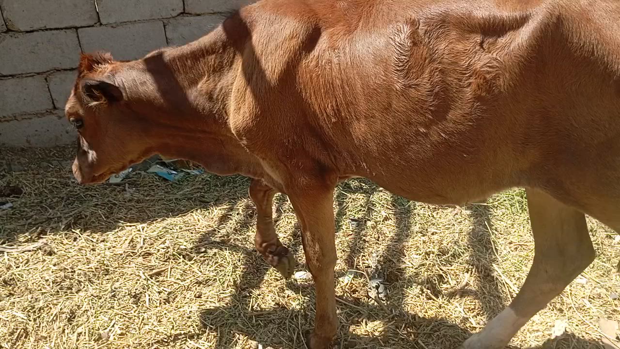بجور عدد٣ البيع بسعر مناسب جداً الشراي ويوجد خدمت توصيل كل محافظات وحسب تفاق بابل الشوملي ***********
