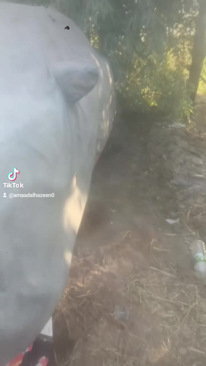 جارجر موديل ١٤ لونه مميز برتقاليه 🍊 بلادي مكينه ٥٧٠٠هيمي السياره ارتي فول من عده الفتحه السياره خصوصي بسمي  لستفسار اتصل *********** لستفسار اتصال رقمه بغداد بسمي كبل احولك مكانه ديوانيه

