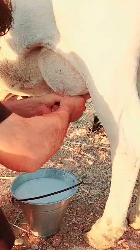صلوات على محمد وآل محمد هشه والد  جواها ذكر 
عله كل عيب  تلقيح دابه فول مواصفات هداوه فول الجاهل يحلبه حليب ودسامه خير من الله وين اليدور منيحه مال بيت المكان العماره الرقم ***********
