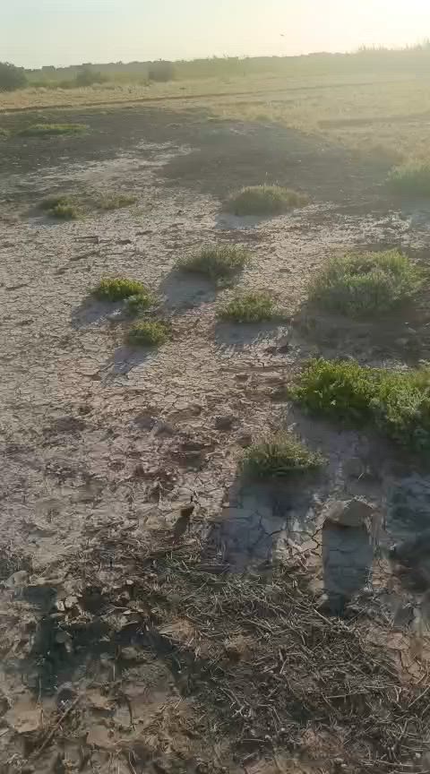 السلام عليكم ارض للبيع طابو زراعي المساحه  (5)دونم قطعه وحدا ورقم واحد بيه بتلو مسلح المساحه 250 كافت الخدمات ماء سقي ماء اسأله+كهرباء/العنوان الدغاره 
هور الجبور /ل الاستفسار عبر الرقم ***********
