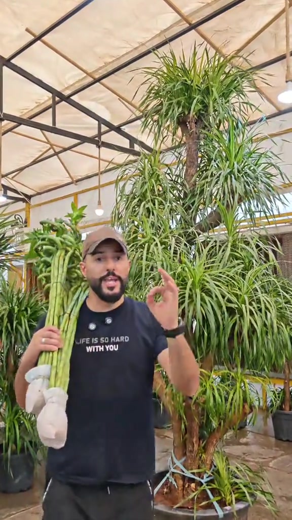 من اقوه النباتات الضليه داخل البيت كلش انصحكم بيها تتحمل كل الضروف داخل البيت وسقي كل 15 يوم مره وحده يعني فول مواصفات 😁😍🔥 للاستفسار *********** #العراق #abed_flower #نباتات #شعب_الصيني_ماله_حل😂😂 #افكار 
