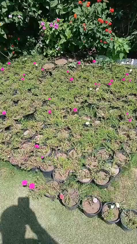 يوجود خدمت توصيل  داخل الكوت  وجميع محافظات العراق  الحجز والستفسار مرسلتنا خاص


**إذا كنت صاحب هذا الإعلان وتريد حذفه لأي سبب، رجاءا أرسل رسالة إلى الدعم الفني**