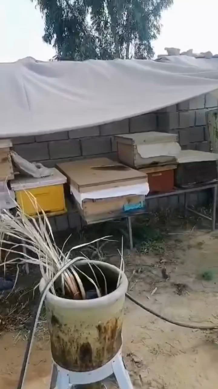 سلام عليكم عسل🍯 طبيعي
شرط 

جدامكم 

السعر 30 قفل

حجز عل  

رقم ***********

