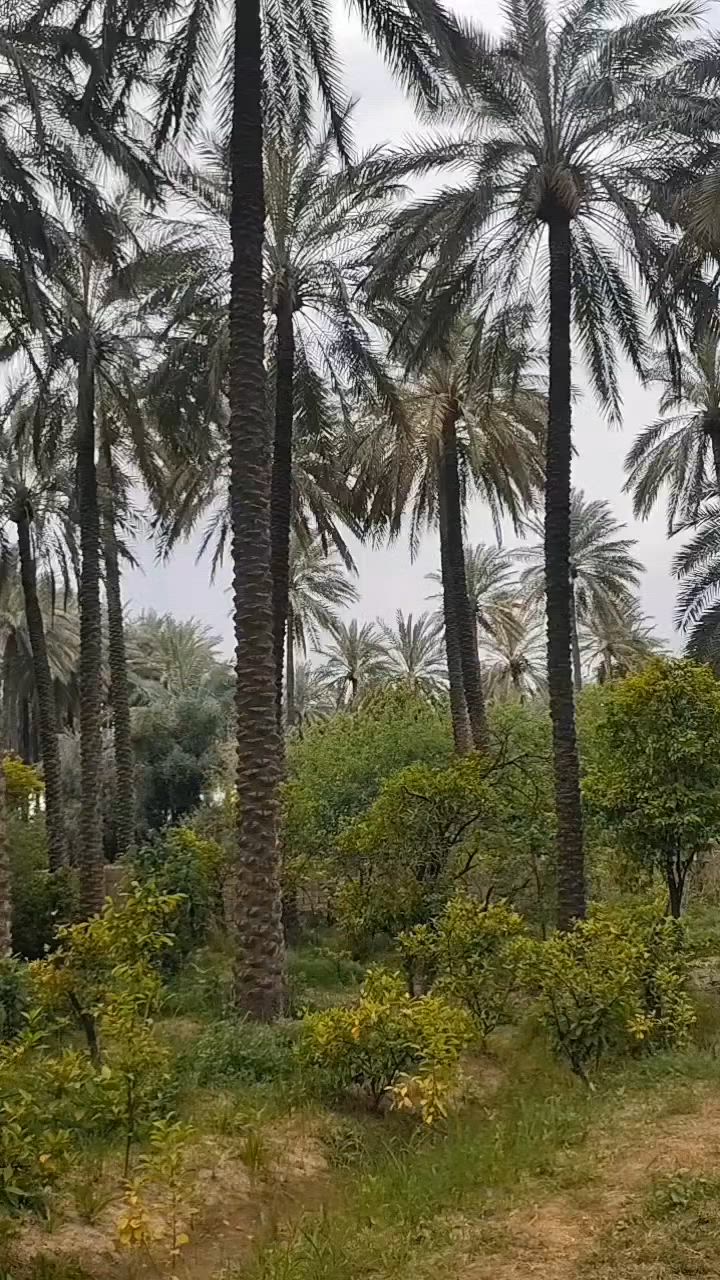 لمعرفة السعر اكتب ( تم )
او يفضل الاتصال ***********
بستان للبيع 
المساحة دونمين و 1000متر 
طابو زراعي سند 25 سند مستقل 
ديالى هبهب القديمه قريبه من شارع بغداد كركوك
