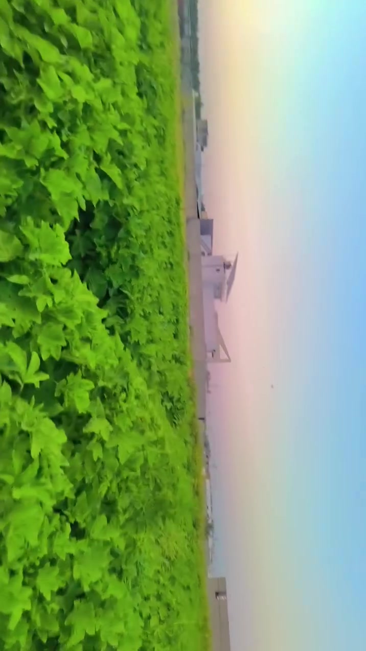 سلام عليكم عندي باميه اريد واحد ايحيشه واني ويا بنص ***********
