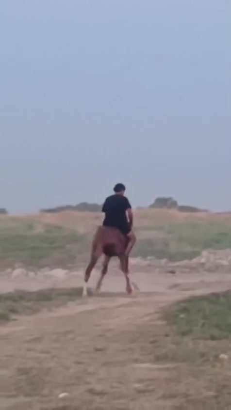 السلام عليكم حصان عربي
للمراوس بدراجه حسب القناعه  
الارتفاع ١٥٣ الحصان بي اصابه بس ما يشكي منها 
وبيع هم يرهم لعب وطراد ما شاء الله للإستفسار ***********
