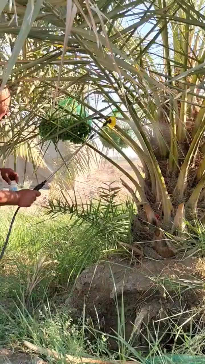 السيلازيل وعنكبوت الغبار على النخيل
استخدام السيلازل من قبل الاخ العزيز  ابو سجاد المحنة ومكافحته للنخيل بعد ان رشه العام الماضي ويشيد بالنتائج 
والاهم سلامة الثمار من متبقيات المبيدات لان السيلازل مصرح بالزراعة العضوية ولا يترك اي متبقيات 
للمزيد من المعلومات والاستفسار 
مكتب النور الزراعي ( شركة الماس الاصفر ) 
بغداد - اليوسفية - علوة الرمل 
***********
*********** 
 #نخيل  #فسائل  #فسيلة #نخيل #عنكبوت #عنكبوت_الغبار #سيلازل #عضوي  #مبيدات #متبقيات #بيئة #صحة #زراعة #agribusiness

