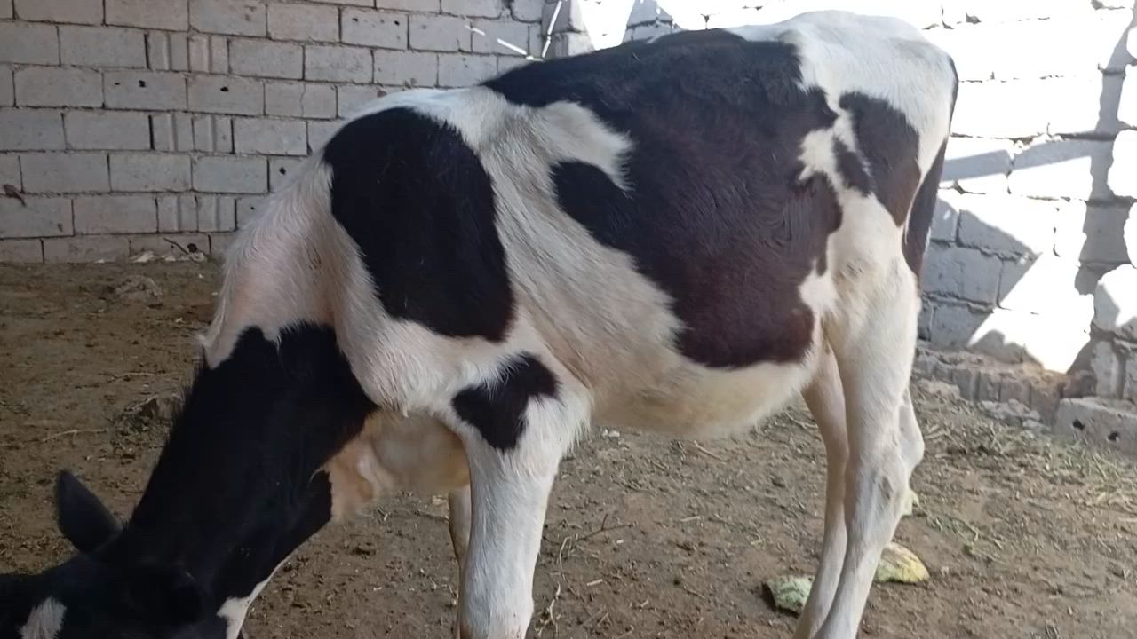 بجور عدد٣ البيع بسعر مناسب جداً الشراي ويوجد خدمت توصيل كل محافظات وحسب تفاق بابل الشوملي ***********
