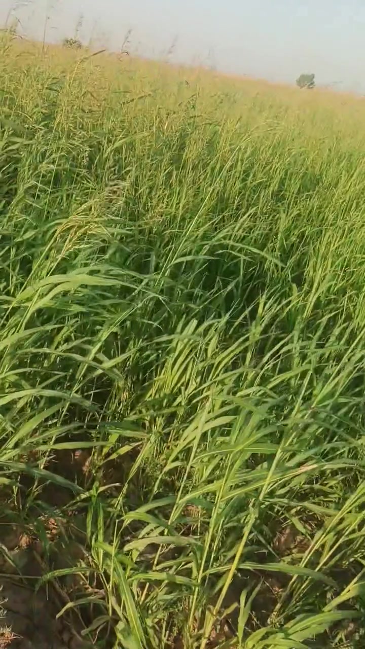 كاع مزروعه ذرة اربعين دونم زرع الذرة للبيع عد ال بوسعد للاتصال على الرقم ***********
