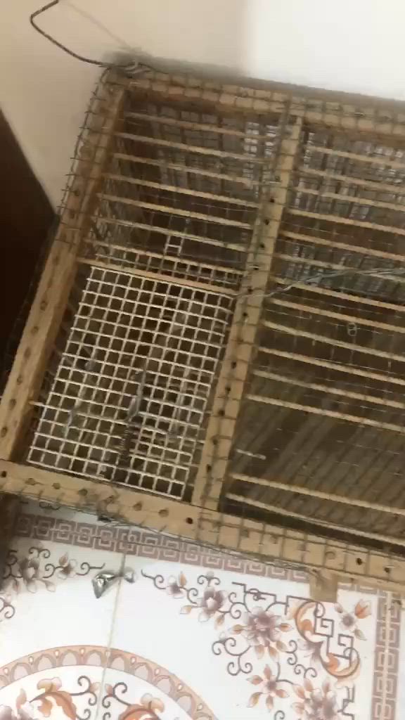 قفص للبيع بسعر ب٢٥وبي مجال يحتوي على مصيادات ثنين


**إذا كنت صاحب هذا الإعلان وتريد حذفه لأي سبب، رجاءا أرسل رسالة إلى الدعم الفني**