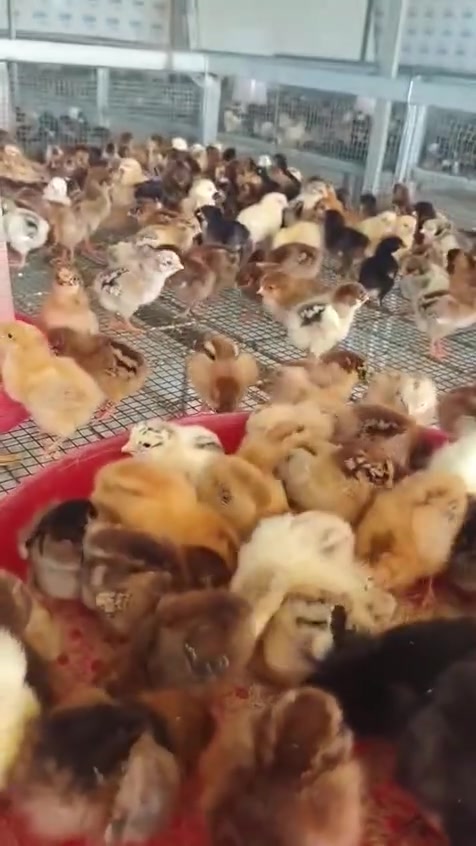 📢 فتح باب الحجز: أفراخ دجاج عرب (سلالة ممتازة) 🐥✨
​لكل عشاق ومربي الدجاج المحلي الأصيل، توفرت لدينا دفعة جديدة من أفراخ العرب بصحة ممتازة ومناعة عالية!
​🌟 مميزات الوجبة:
​صحة ممتازة: أفراخ ملقحة ومتابعة بعناية ودقة عالية.
​سلالة قوية: تمتاز بإنتاجية ممتازة ومقاومة للظروف الجوية.
​💰 السعر والتوصيل:
​سعر الزوج: 1,900 دينار فقط (الزوج = فرخين) 🏷️
​خدمة التوصيل: 10 آلاف دينار فقط داخل بغداد (ولحد باب البيت) 🚕
من 200,تك وفوك 
الفردي ينورنه المفقس
​📞 للطلب والحجز:
​للتواصل المباشر أو عبر الواتساب: *********** ابو شهم
​⚠️ الكمية محدودة! سارع بالحجز الآن لضمان حصتك من الوجبة.
