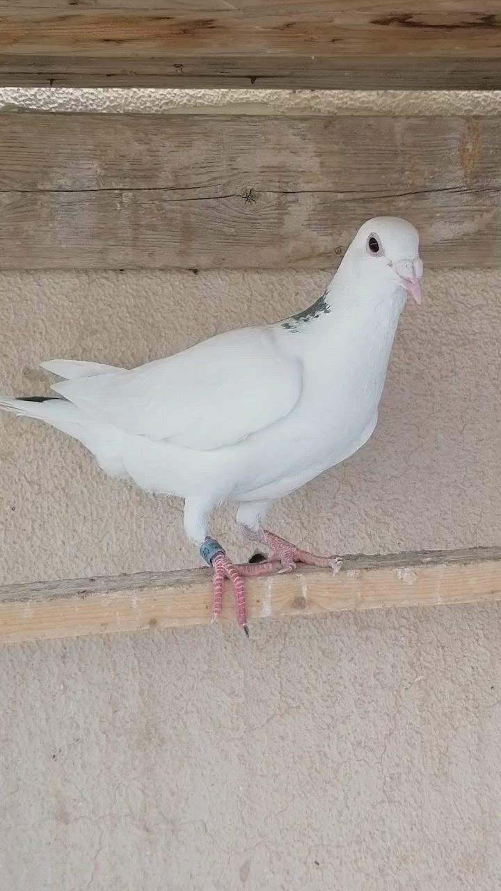٤ حمامات ***********
