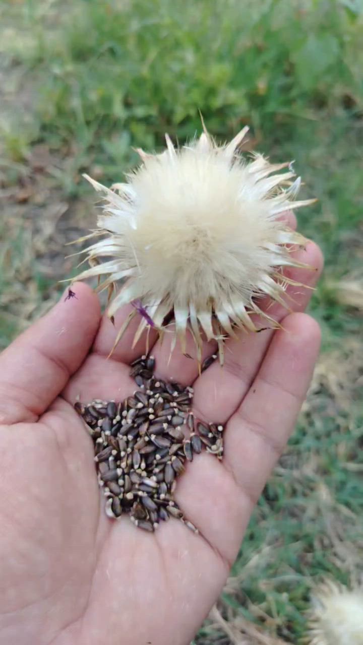 تووی چاوبازە . قەلغان.قیڤار


**إذا كنت صاحب هذا الإعلان وتريد حذفه لأي سبب، رجاءا أرسل رسالة إلى الدعم الفني**