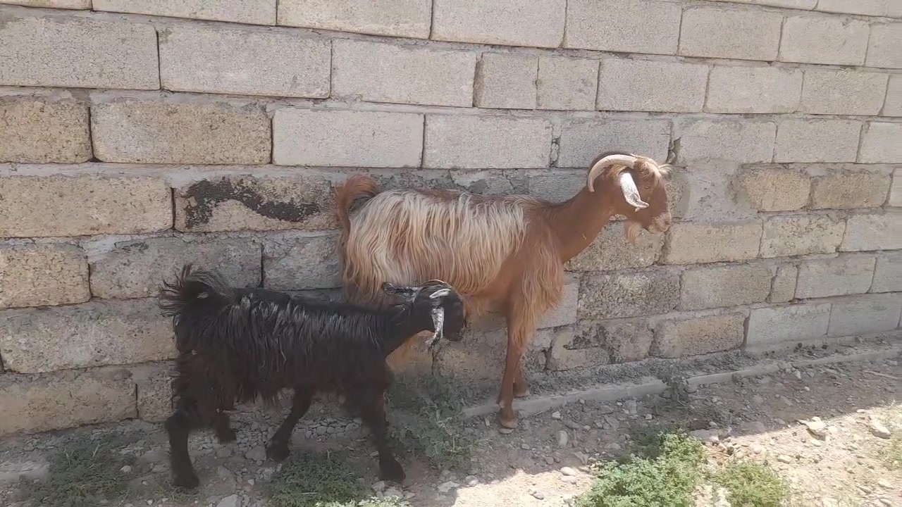 عنز للبيع ورها جدي ***********
