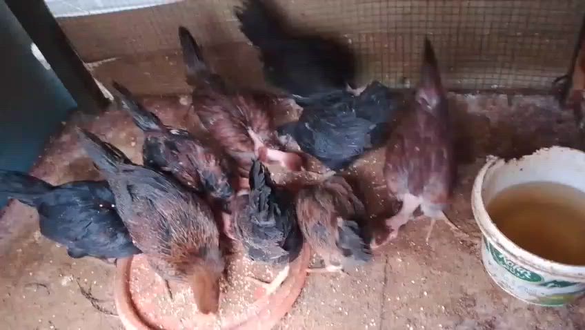 افراخ دجاج العمر 3  اشهر للبيع العدد 6 ازواج كل زوج ديج ودجاجه سعر الزوج 14 وبي مجال للشراي المكان الهوير


**إذا كنت صاحب هذا الإعلان وتريد حذفه لأي سبب، رجاءا أرسل رسالة إلى الدعم الفني**
