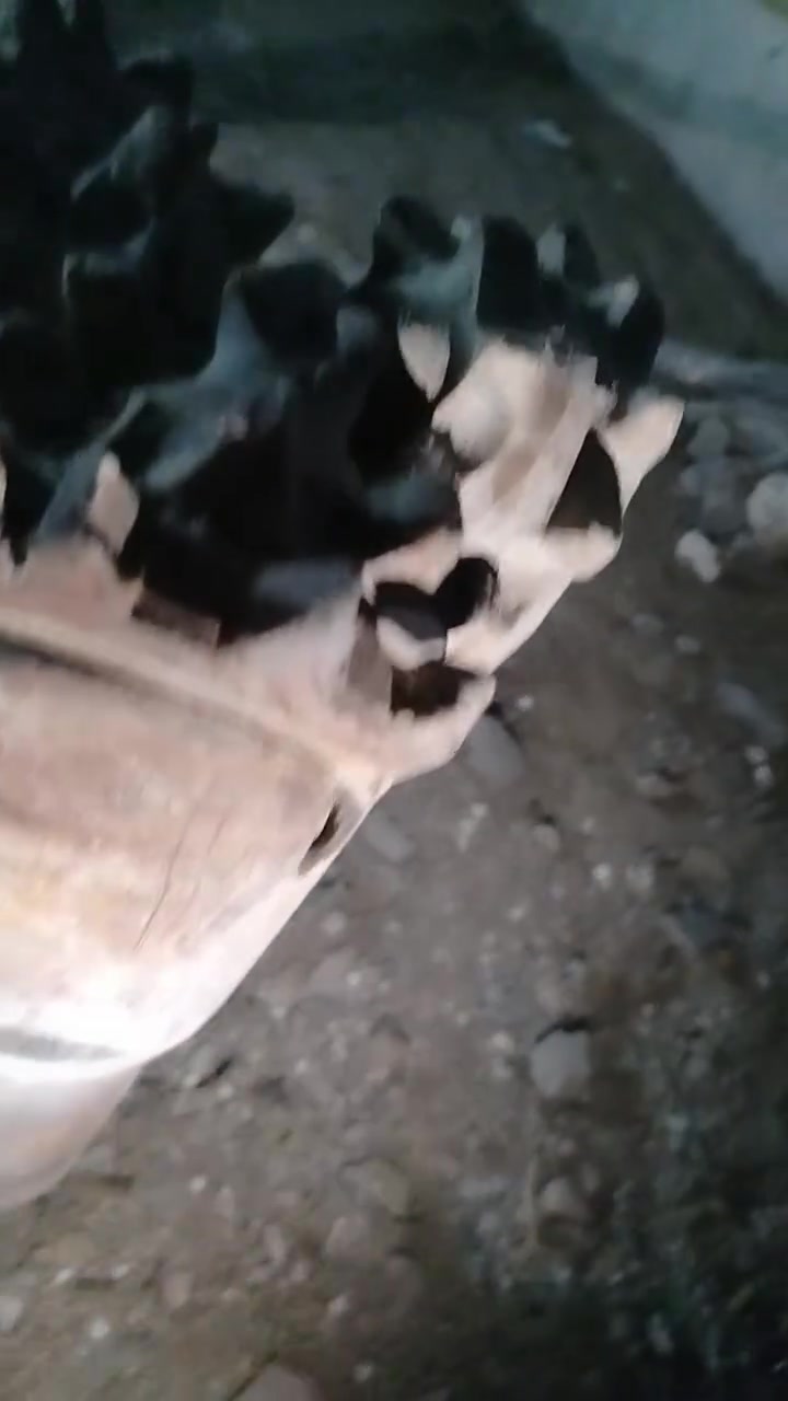 برينة@ براين لحفر الابار الرتوازية بقياس ١٠ انج و١٢ انج للاستفسار ***********
