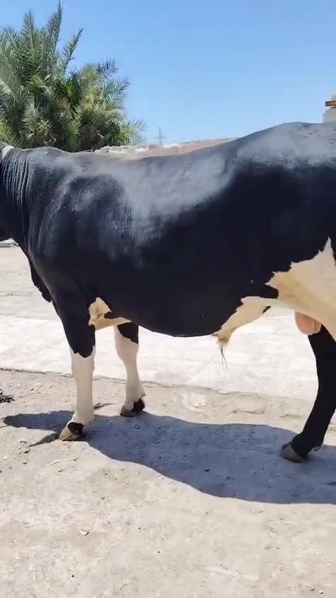 يالله عجل كصابه وزن فوك ٢٥٠ كيلو مربوط صار سنه على طحين عجل ثكيل ديالى خان بني سعد يوجد توصيل حسب الاتفاق بيه واتساب ***********
***********
