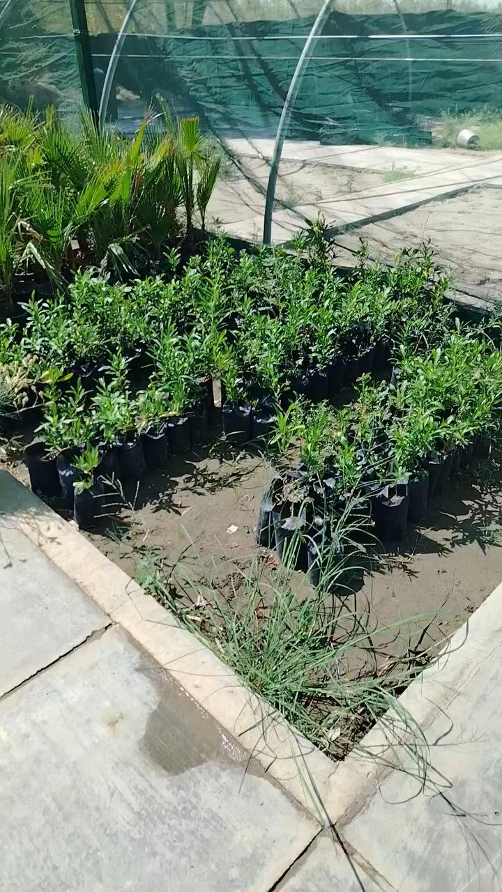 ددونيا سعر الشتله ٦٢٥ 
لا يوجد توصيل 
الفرع الاول الديوانيه قضاء سومر 
الفرع الثاني طريق ديوانيه دغاره مجاور مدينة الروان السكنيه


**إذا كنت صاحب هذا الإعلان وتريد حذفه لأي سبب، رجاءا أرسل رسالة إلى الدعم الفني**