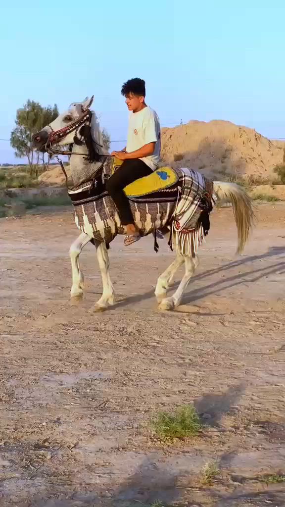 .. السلام عليكم  حصان وذنان رقم واحد  عمره3ارتفاع152  حصان راقي بلخياله والاستعراض مكفول من كل عيب سعره 750   استفسار  
 ‏‪***********
***********
واتساب موجود
