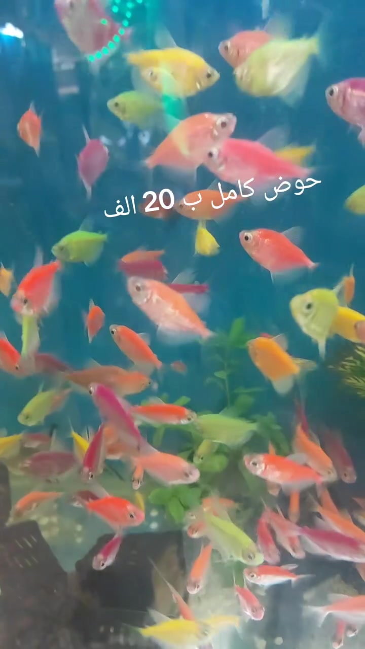 حجز واتساب ***********
موصل حي الميثاق ييييييم فرع مدرسة مكه. مجمع الاخوين مقابل جزارة وجيه
