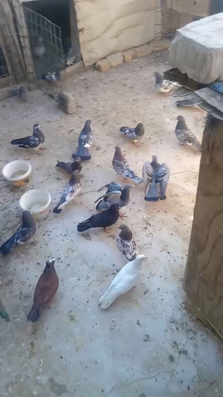 شلع هنه ولخانات مخاليف اكبار زغار الحمام مال جاني وموثق فقط لوت ألوان جميعها وتور حبري رماني تغريب العدد ٧٠ أو أكثر شلع ب١٢٥ توصيل موجود لاتتخدل وتعامل وبيدك ب١٠ تالاف تعرف توصيل شلون اتفضل خاص تحب تعال وخذهن من البيت تحياتي


**إذا كنت صاحب هذا الإعلان وتريد حذفه لأي سبب، رجاءا أرسل رسالة إلى الدعم الفني**