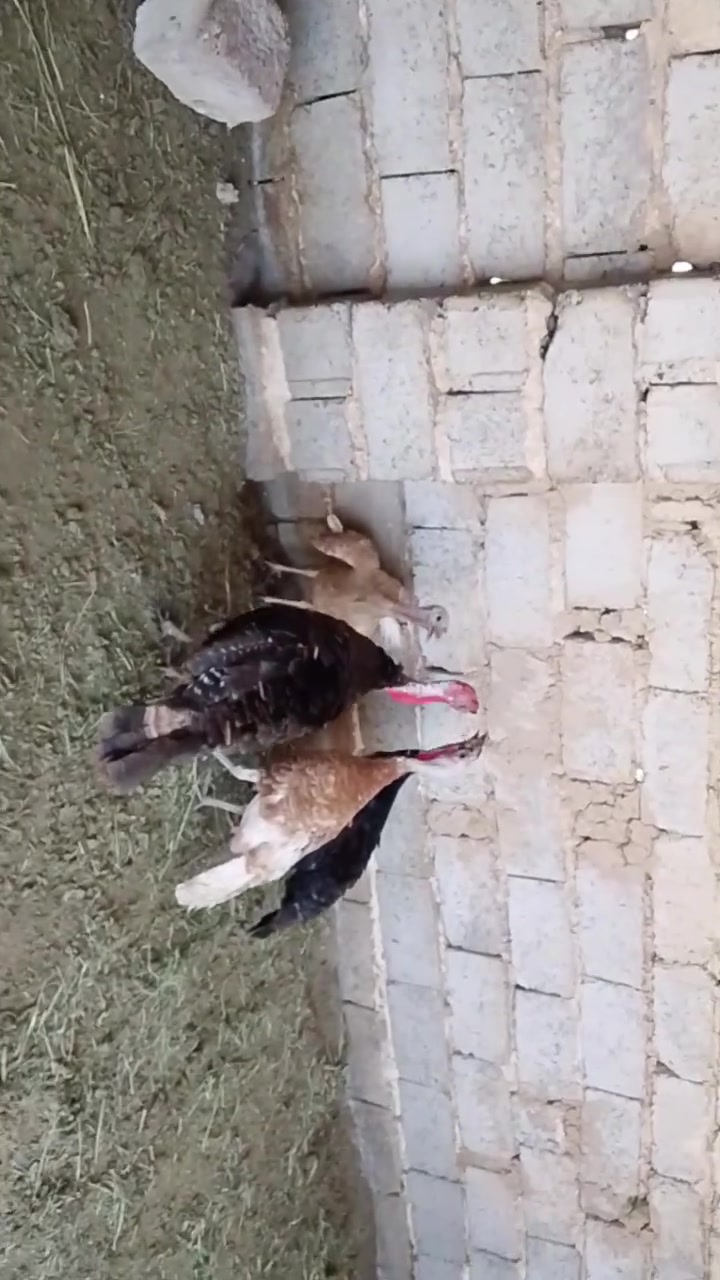 للبيع فحل ونثايه بياضات العنوان قضاء بلد ***********
