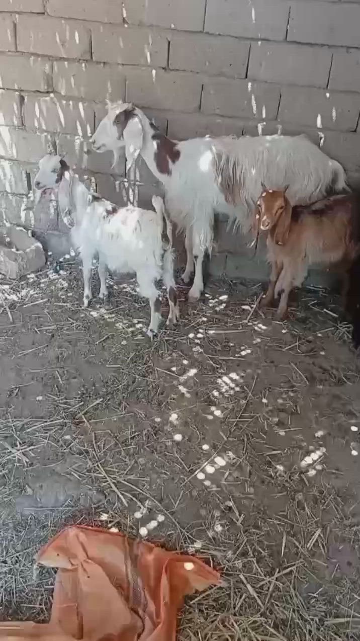 سعرهن👈 ب450 👉هنه وفروخهن ♥️
مطافيل اول بطن جواهن نثايه ((وحده ترهيم )) مكان الشطره ***********
