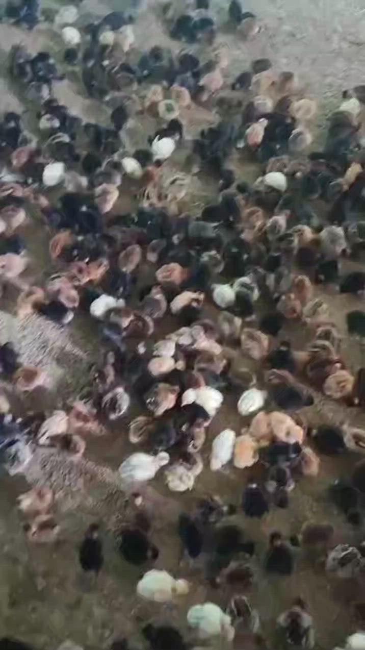 السلام عليكم وصول وجبه جديده من افراخ الدجاج ابو رگيبه عمر 10 ايام سعر الزوج ب 3200 ماخذ لقاحات كامل ***********
