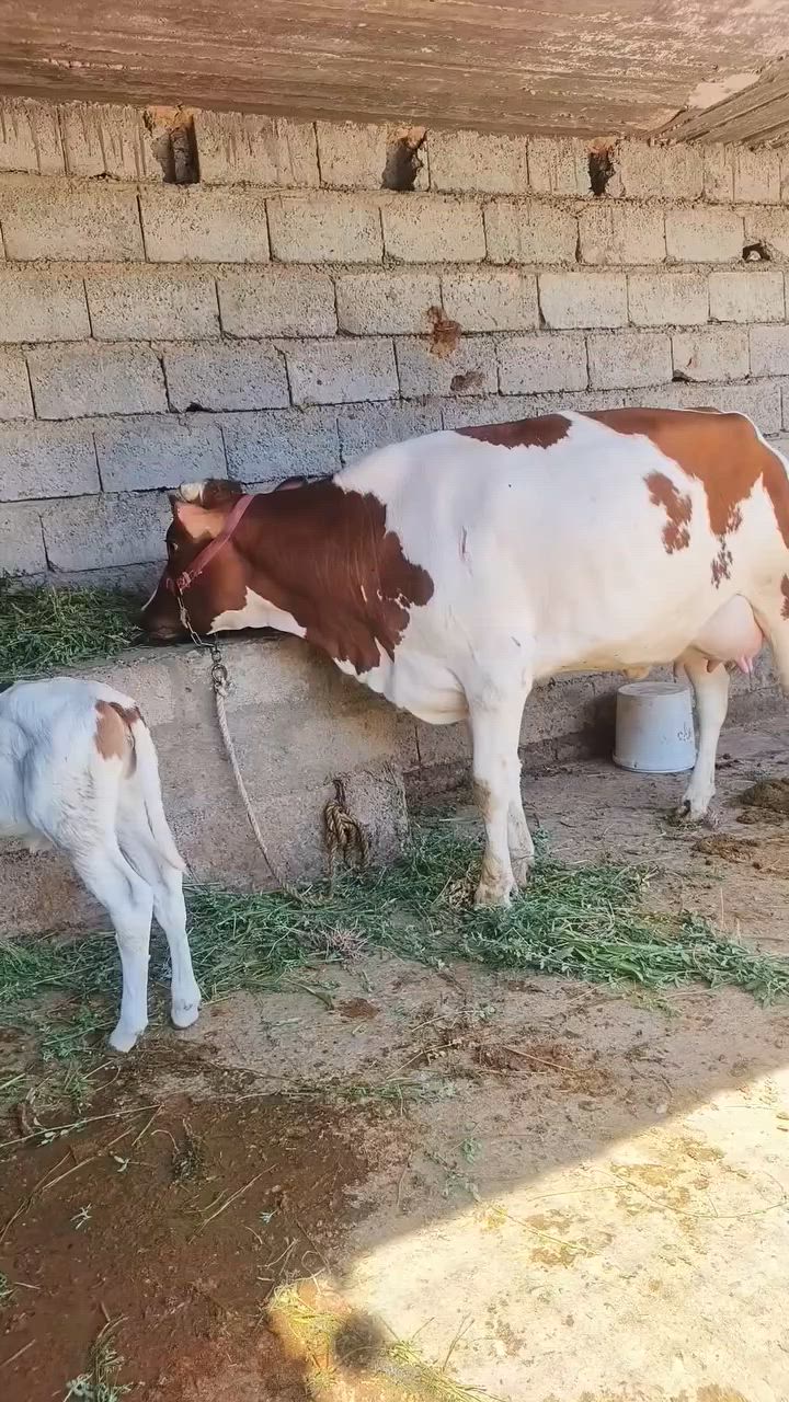 السلام عليكم
متاح بچر اول بطن 
هولندي اصليه حره 
وراها حوليه هولنديه جنس اصليه ام صره 
شطر وماعون خير من الله 
حليب 12كيلو شرط دسمه شرط 
دابه مال بيت 
رقم واحد واحد 
حلال نضيف شرط 
كافت شروط الجني
شرط مامحينن بس الصبح مامحلوبه
يرهم مراوس بحلال 
المكان الزاب قرية شميط 
يوجد خدمة توصيل بعد الاتفاق 
***********
