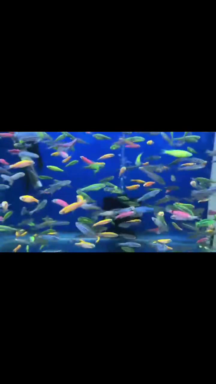 🪴 تم وصول وجبة اسماك زيبرا دانيو فول خشن امايات🪴
🐟 أنواع مميزة💧 صحة ممتازة💰 أسعار مناسبة
للاستفسار راسل الصفحة 📩 او واتساب 👇👇
☎***********☎☎***********☎
متوفر🚚 توصيل🚚 الى جميع🚛 المحافظات 🚛
العنوان🏛طوز خرماتو شارع امام احمد مقابل قصابة حكمت
