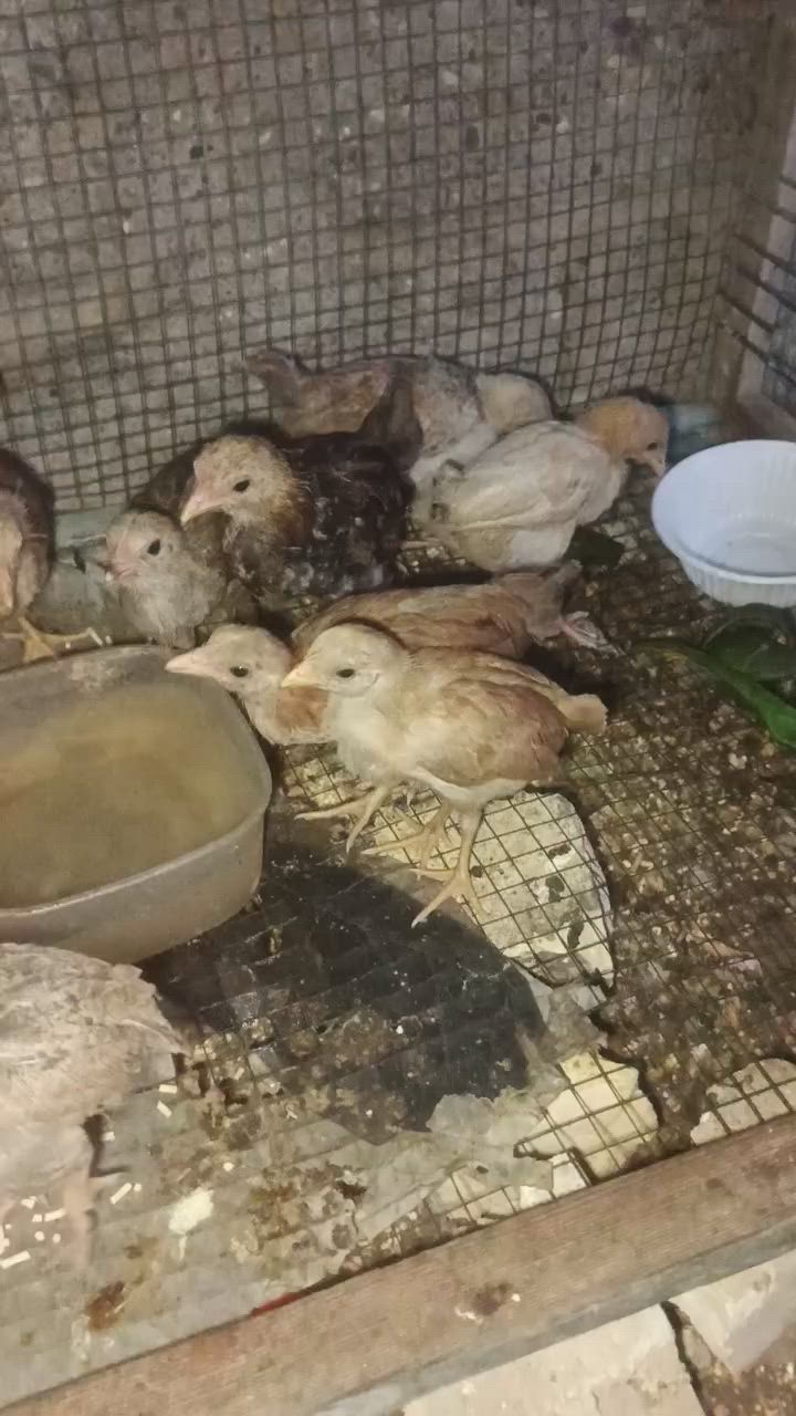 مكان جسر ديالى 11فراخ وديج كلهن 45


**إذا كنت صاحب هذا الإعلان وتريد حذفه لأي سبب، رجاءا أرسل رسالة إلى الدعم الفني**