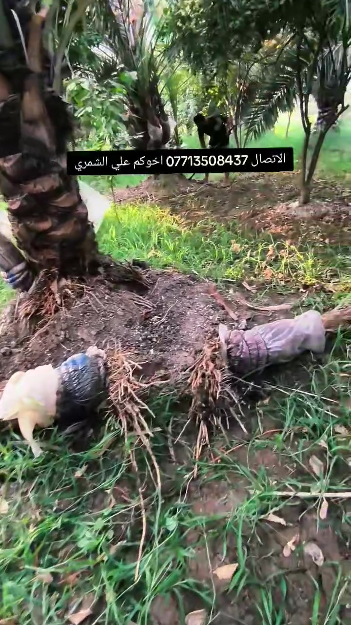 السلام عليكم بتاريخ/14/7/2026/  نعرض لكم فسائل مجهول مجذرة  متعهد الصنف   ايضا يتوفر فسائل برحي مجذرة  تحت الام احجام خشنة  هذا بوصل ضمان لحين الاثمار  القلع بحضور المشتري الي راغب بالشراء عنواني واسط الصويرة لاتصال *********** علي الشمري البيع النخيل
