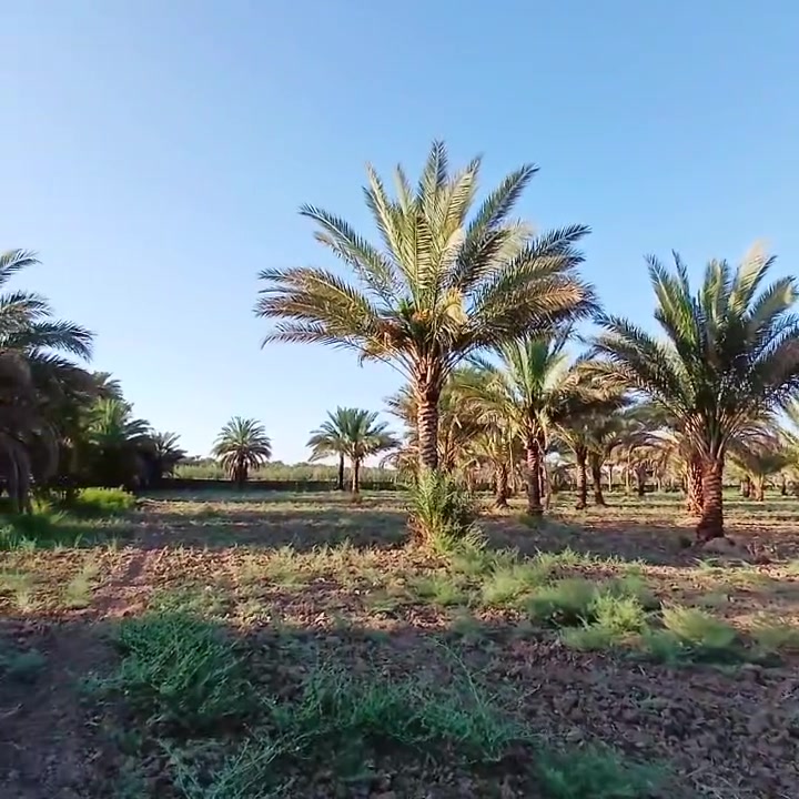 السلام عليكم اللبيع خمسه دونم طابو ملك صرف تحويل باسمك مخدوم بالكامل ماء سقي وتصلح بستنه او ستثمار وسعرها مناسب كلش بيعلك دونم فمافوق سعر دونم 160وقابل التفاوض يبعد عن مركز ناحيه عشر دقايق فقظ اللاستفسار اكثر يرجئ المراسلة او اتصال ***********
