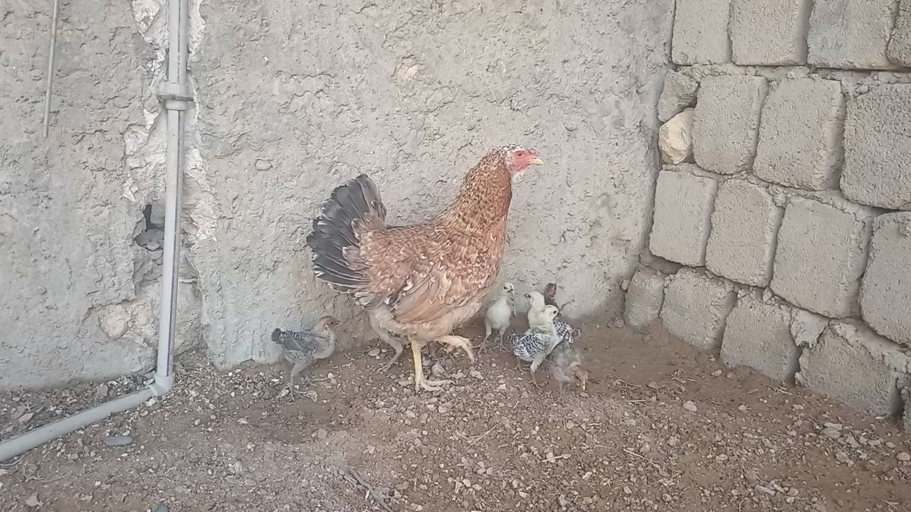 للبيع دجاجات كرك عرب وصواصي مال دجاج فيومي سعر خاص  ***********
