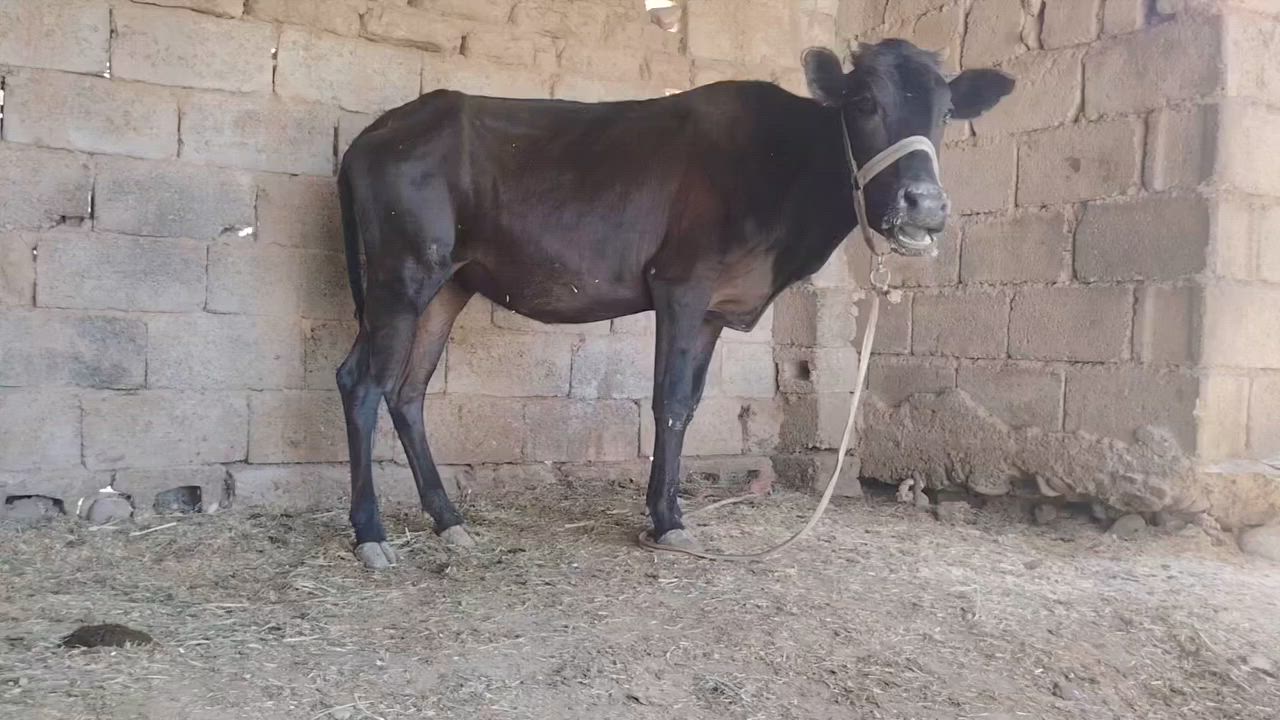 باجير 2 خشنات مال جناي للبيع السعر مليونين و 275


**إذا كنت صاحب هذا الإعلان وتريد حذفه لأي سبب، رجاءا أرسل رسالة إلى الدعم الفني**