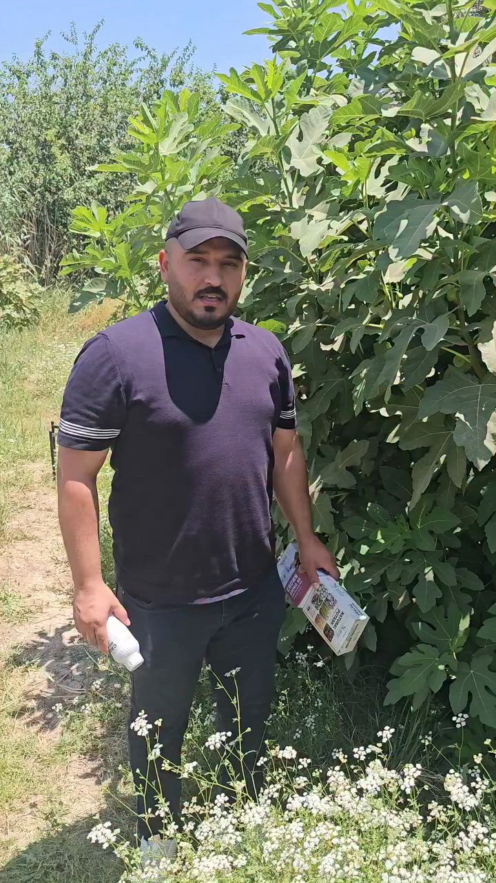 🌿 بعد المكافحة… النبات يحتاج دعم!

لماذا نستعمل الأحماض الأمينية والبوتاس والعناصر الصغرة على التين بعد المكافحة؟

المبيدات — حتى لو ضرورية — تسبب إجهاداً على النبات.
التين بعد المكافحة يحتاج برنامج إنعاش سريع لـ:
✅ استعادة النمو
✅ تضخيم الثمار
✅ تنشيط الجهاز الوعائي

🔬 ثلاثة محاور للإنعاش:

1️⃣ الأحماض الأمينية
تسرّع التعافي من الإجهاد وتحفّز بناء البروتينات النباتية. تُحسّن امتصاص العناصر الغذائية من الورقة مباشرةً وتدعم انقسام الخلايا في الثمار الناشئة.

2️⃣ البوتاسيوم العضوي (Natural Potash)
العنصر الأول في جودة وحجم الثمار.
يتحكم بضغط الأسموزي داخل الخلية → ثمرة أكبر وأكثف.
يُقوّي جدران الخلايا ويزيد مقاومة النبات للإجهاد الحراري.

3️⃣ العناصر الصغرة العضوية (Chelated Micronutrients)
الزنك → نمو القمم النامية وتنظيم الهرمونات
الحديد → اخضرار قوي وكفاءة التمثيل الضوئي
المنغنيز → دعم إنزيمات التنفس الخلوي
البورون → حركة السكريات نحو الثمرة

سعر المغلف 5 الالف يخلط 100 لتر 
توصيل بغداد 5 
محافظات 6

📅 التوقيت المثالي:
ابدأ التطبيق بعد 48-72 ساعة من المكافحة — رشاً ورقياً في الصباح الباكر أو قبيل الغروب.

💡 القاعدة العلمية:

النبات الذي يتعافى بسرعة = ثمار أكبر + موسم أفضل

المهندس مهند حسين العيساوي
***********
مكتب الاستشارات الزراعية — التاجي، بغداد
